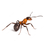 Argentine Ant