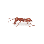 Army Ant