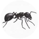 Black House Ant