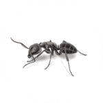 Carpenter Ant