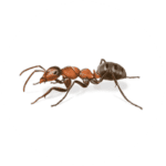 Field Ant