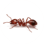 Fire Ant