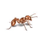 Harvester Ant