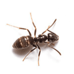 Odorous House Ant