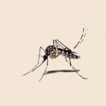 Aedes