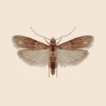 Almond Moth