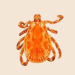 American Dog Tick