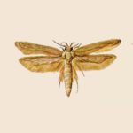 Angoumois Grain Moth