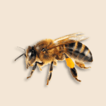 Apidae bees