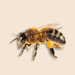 Apidae Bees