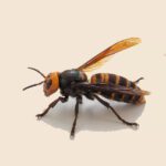 Asian Giant Hornet