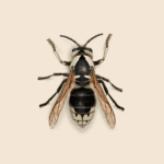 Bald Faced Hornet