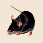 Black Mouse