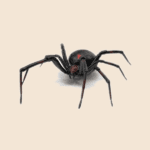 Black House Spider