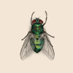 Blow Fly