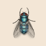 Bottle Fly