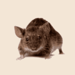 Brown Mouse