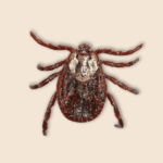 Brown Dog Tick