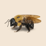Carpenter Bees