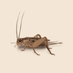 Cave Cricket