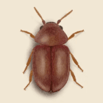 Cigaratte Beetle