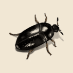 Colopetra Beetle
