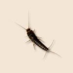 Common Silverfish