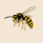 Common Yellowjacket