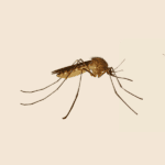 Common House Mosquito