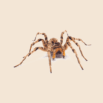 Common House Spider