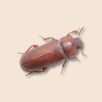 Confused Flour Beetle