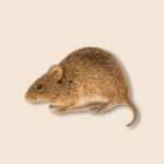 Cotton Rat