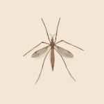 Crane Fly