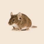 Deer Mouse