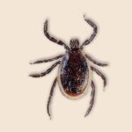 Deer Tick