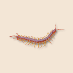 Desert Millipede