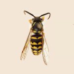 Dolichovespula arenaria