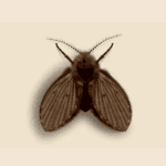 Drain Fly