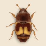 Dried Fruit Beetle