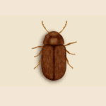 Drugstore Beetle