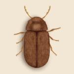 Drugstore Beetle