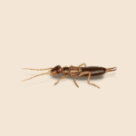 Common Earwigs