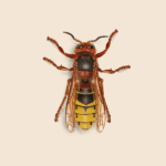 European Hornet