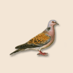 European Turtile Dove