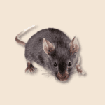 Field Mouse