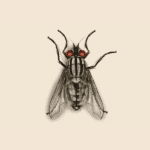 Flesh Fly