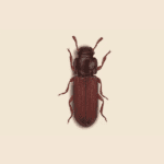 Flour Beetle