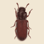 Flour Beetle