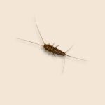 Fourlined Silverfish