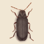Furniture Beetle